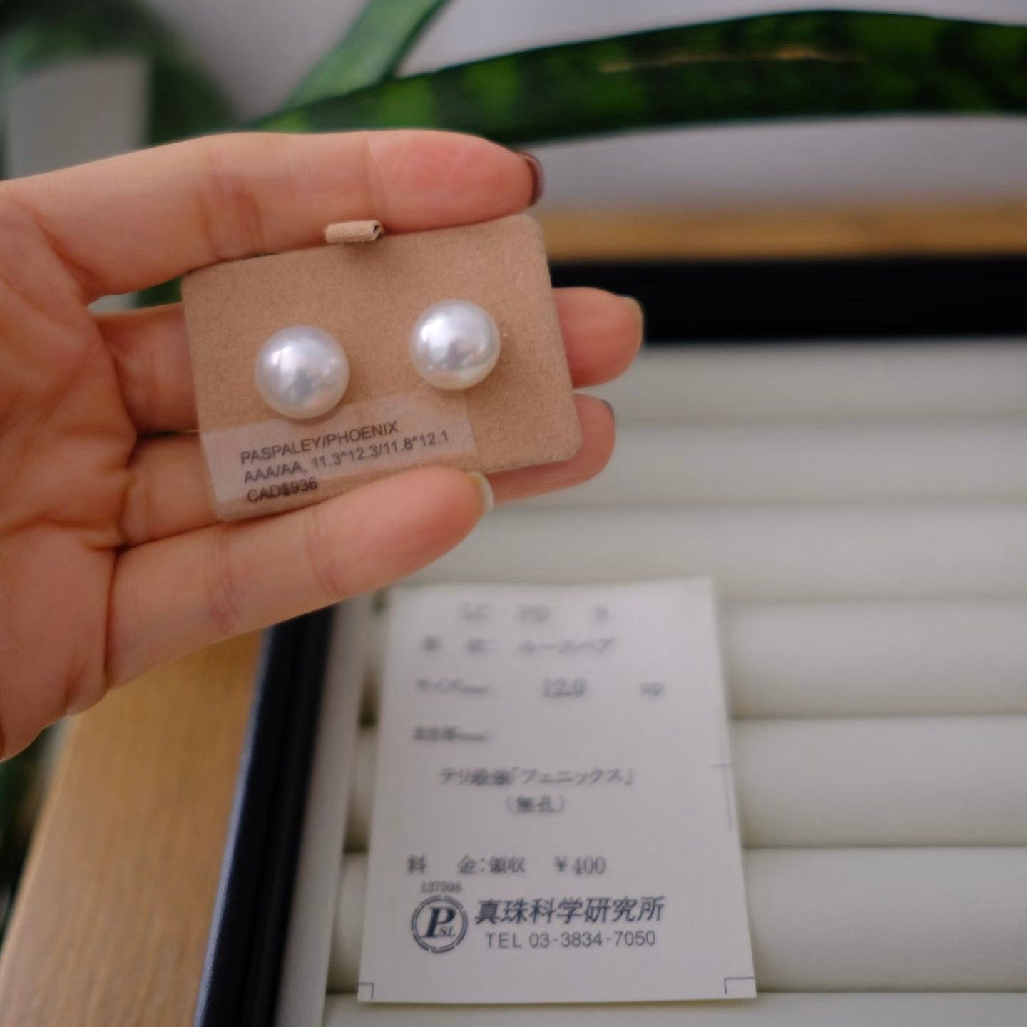 White South Sea Loose Pearl, Button, 11.3*12.3mm/11.8*12.1mm, Phoenix