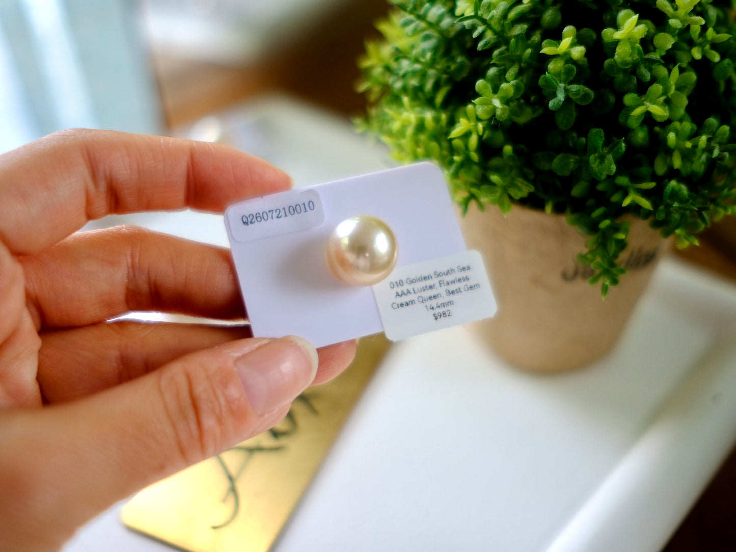 Golden South Sea Gem, Cream Rose 002/010
