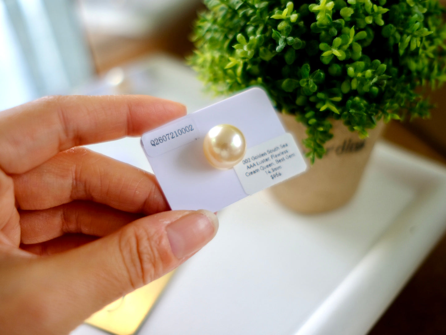 Golden South Sea Gem, Cream Rose 002/010
